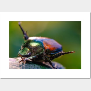 Beetle Yoga. Japanese Scarab Beetle Macro Photograph Posters and Art